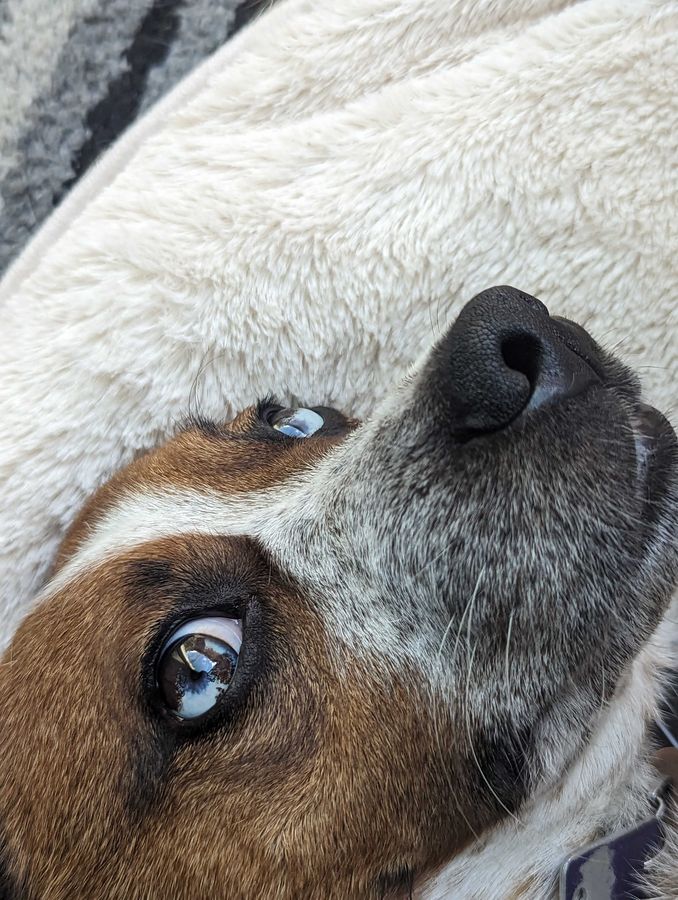 Rocky!