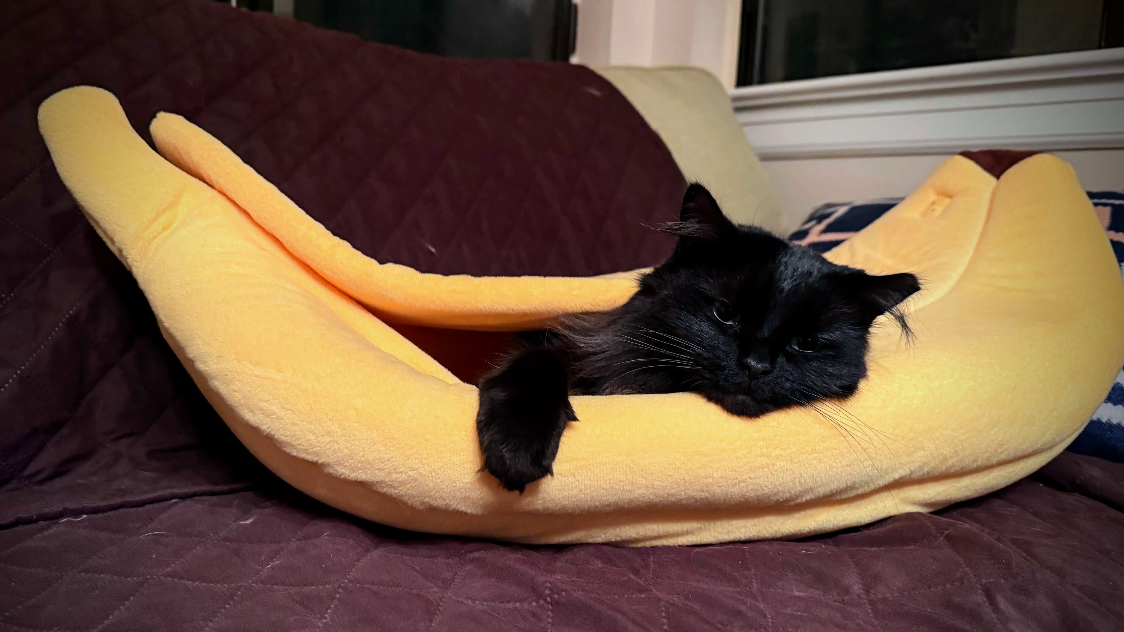 Hecky in a banana bed!