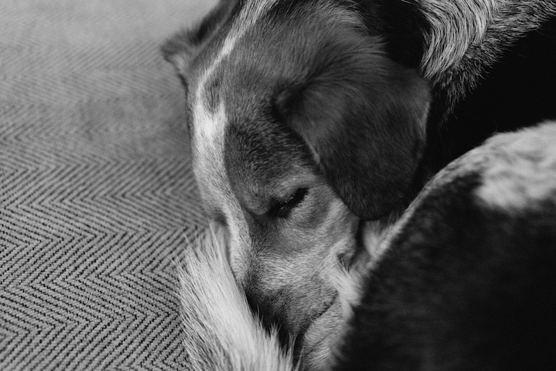 hazel_sleeping