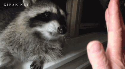 racoon_highfive dot gif