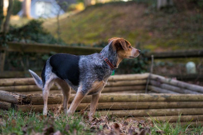 Hazel Romantic Hero
