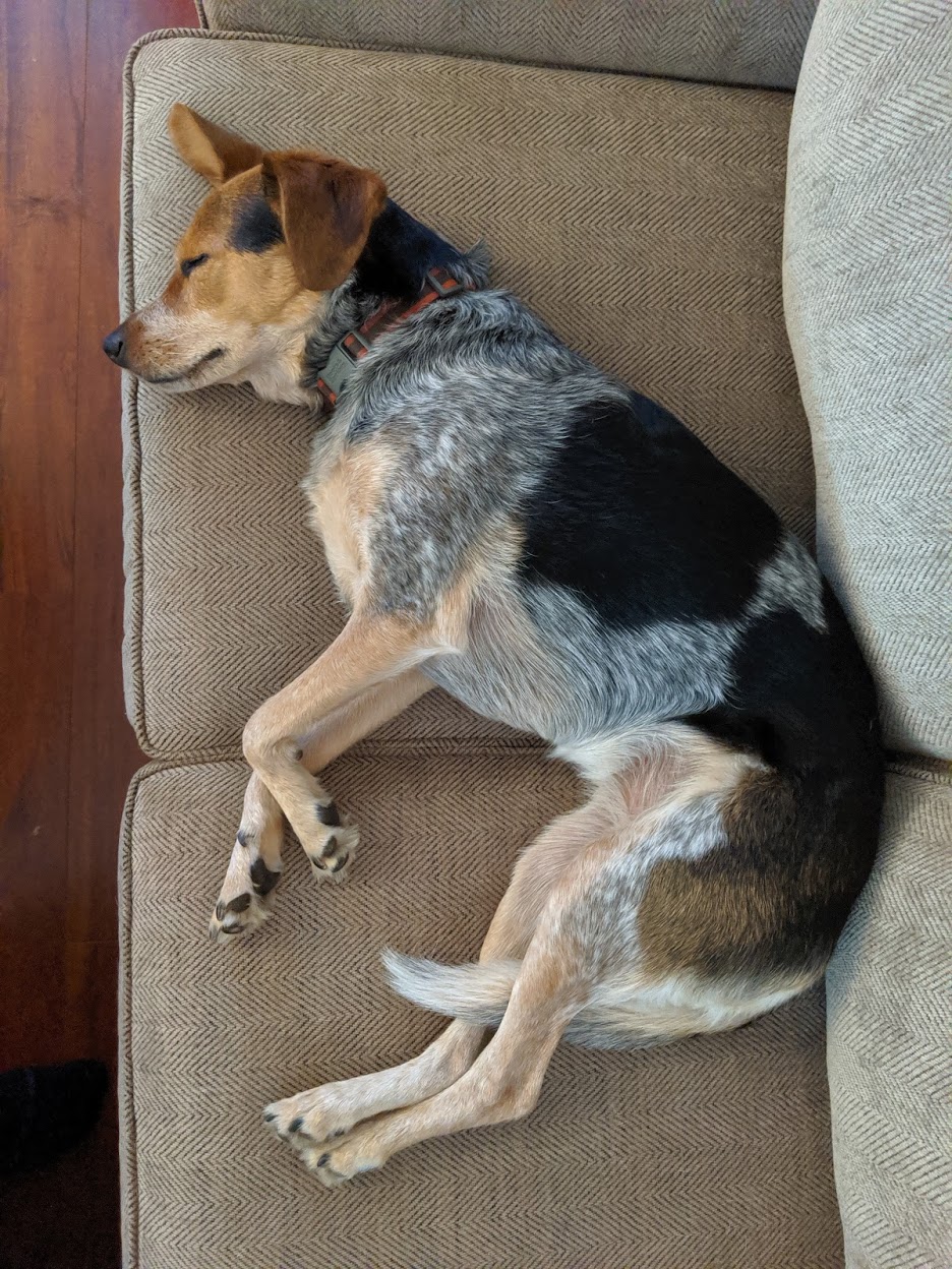 Hazel snoozing