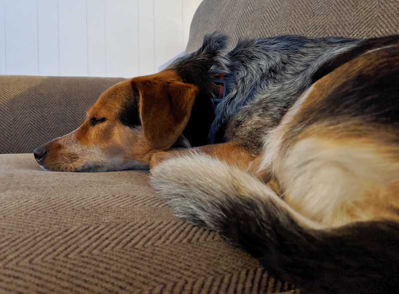 hazel snoozing